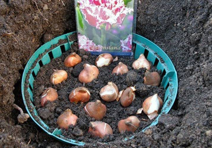 Сроки посадки тюльпанов, обработка луковиц и варианты посадки
